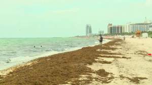 Ahora es Miami Beach la ciudad en problemas por invasión de sargazo