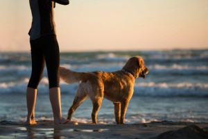 Ranking de ciudades españolas más amigables para viajar con mascota