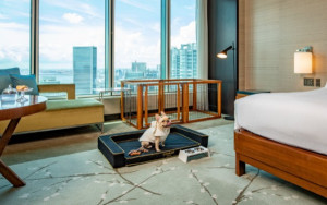 El turismo pospandemia catapulta los viajes con mascota