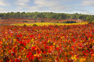 Enoturismo, turismo activo, de naturaleza y mucho más en Tierra Bobal