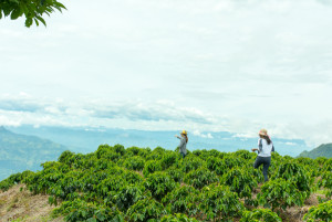 Descubre los mejores destinos para viajar si eres amante del café 