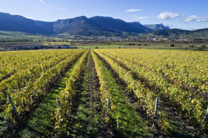 Premios de Enoturismo Rutas del Vino de España: todos los galardonados